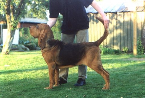 Housebuster Housebuster